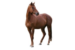 Horse Supplements, Animal Nutrition Ireland