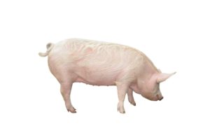 Pig Supplements, Animal Nutrition Ireland