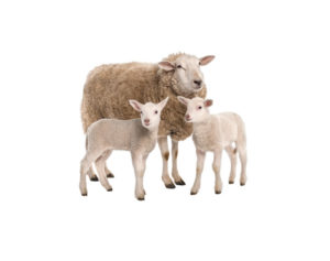 Sheep Supplements, Animal Nutrition Ireland