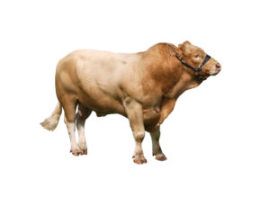 Beef Supplements, Animal Nutrition Ireland