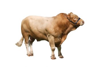 Beef Supplements, Animal Nutrition Ireland