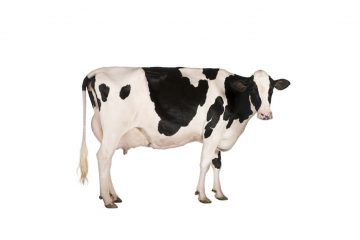 Dairy Supplements, Animal Nutrition Ireland
