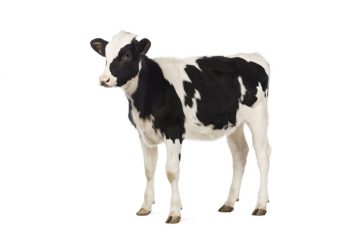 Calf Supplements, Animal Nutrition Ireland