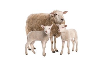 Sheep Supplements, Animal Nutrition Ireland